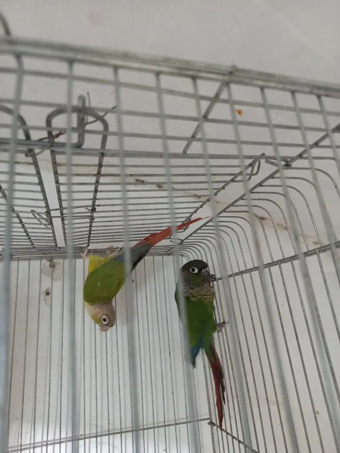 گرینچیک مولد|پرنده|آران و بیدگل, |دیوار