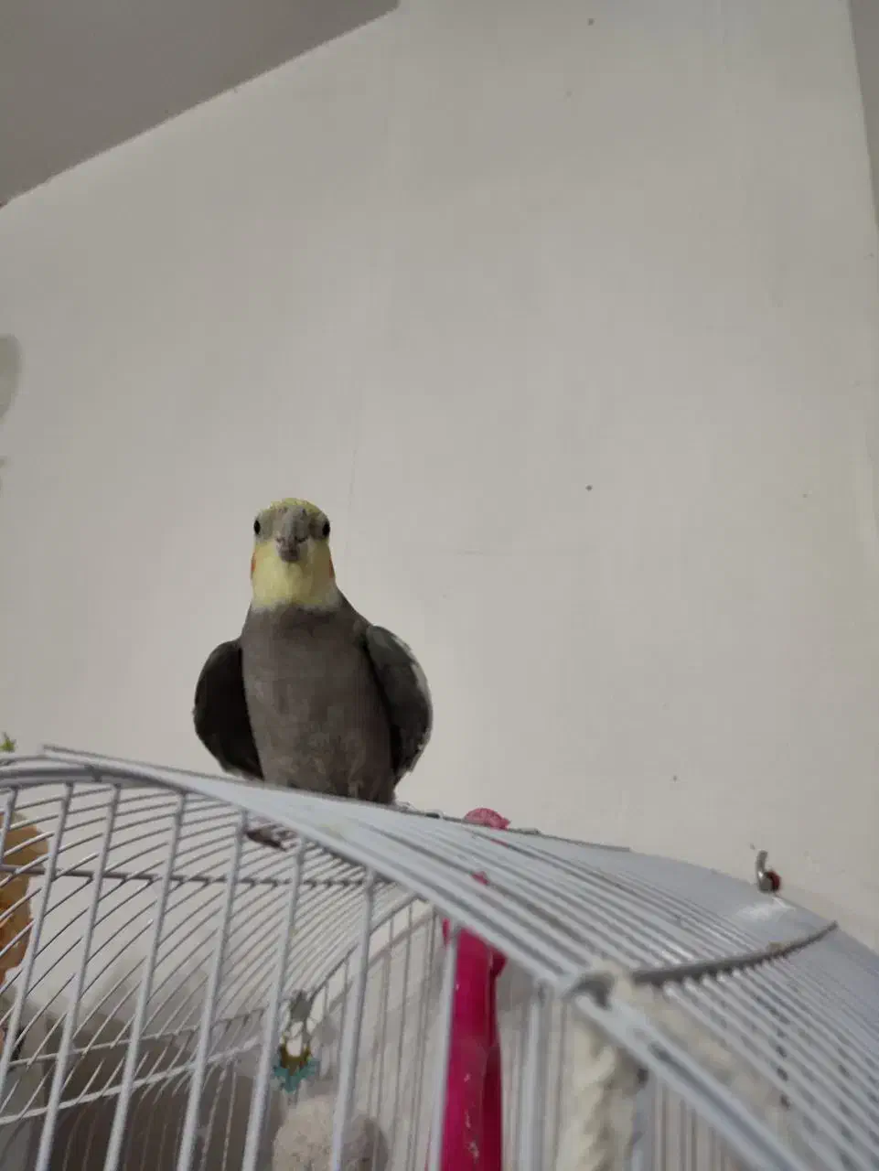 عروس هلندی نر سخنگو|پرنده|طبس, |دیوار