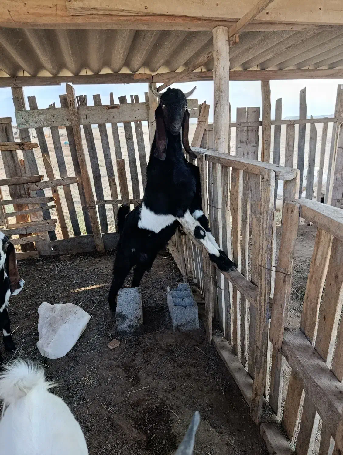 فروش بزپاکستانی چهار قلو زا|حیوانات مزرعه|سیمین شهر, |دیوار