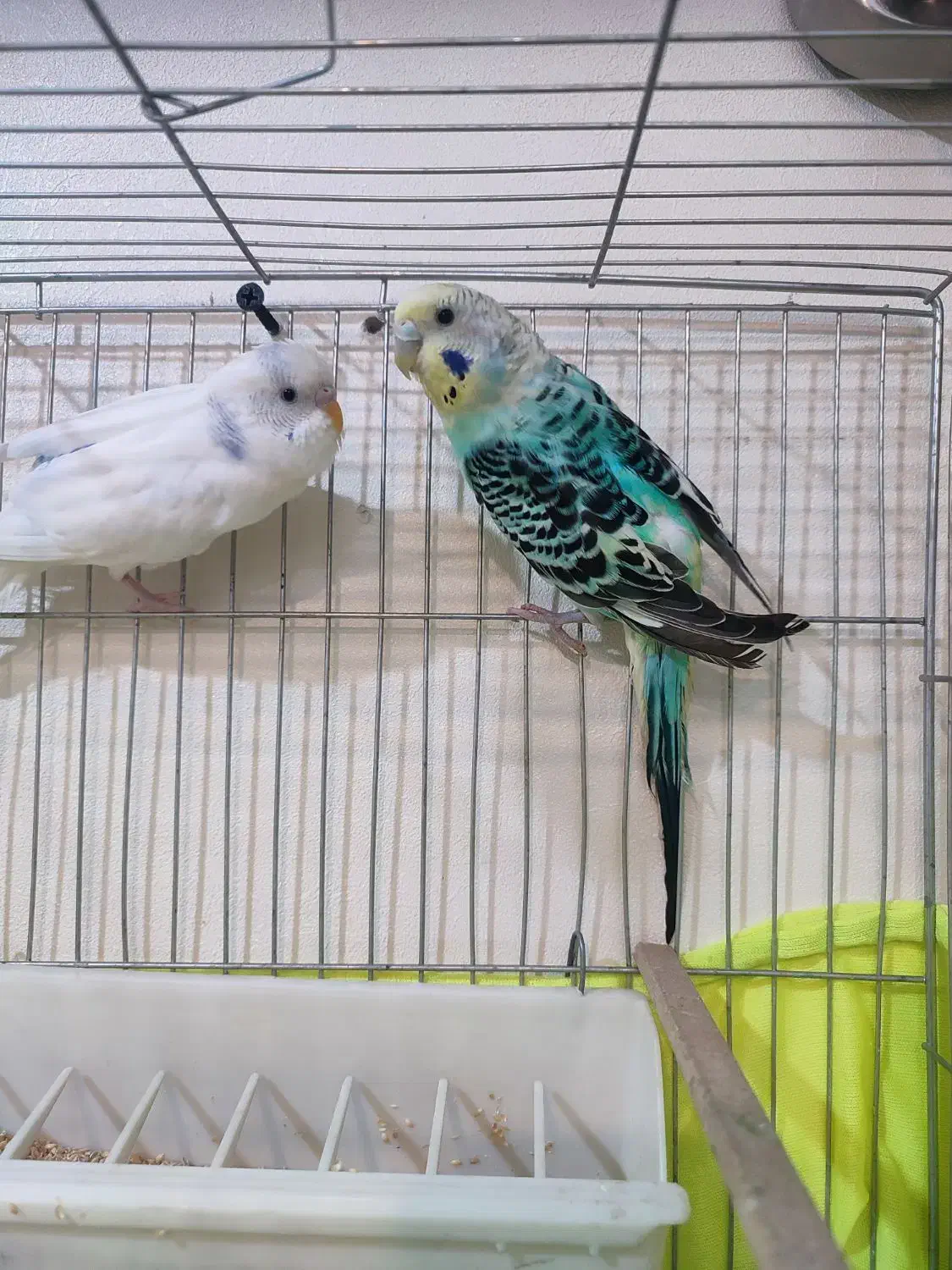 یه جفت مرغ عشق خوش رنگ|پرنده|تهران, سازمان آب|دیوار