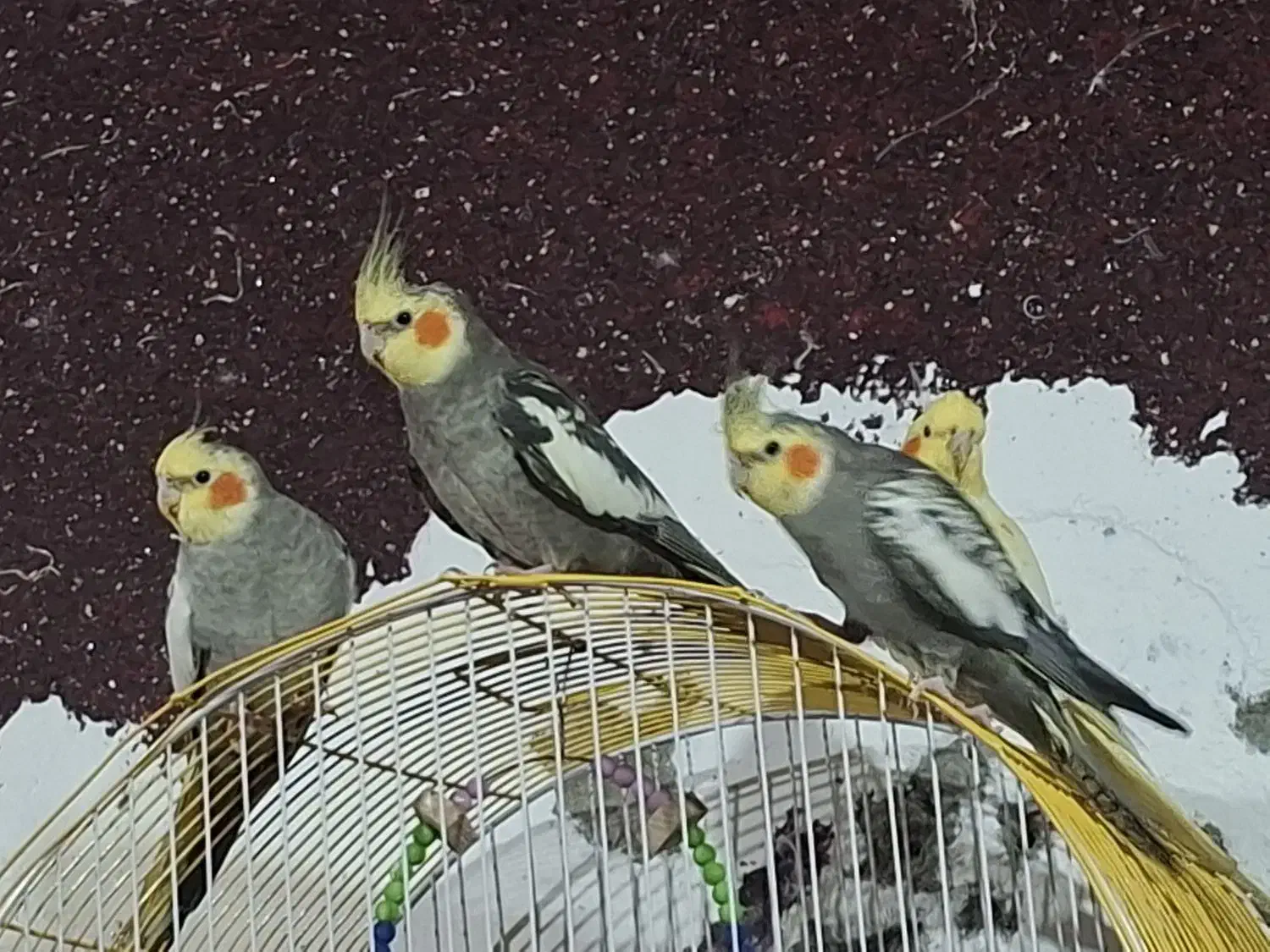 طوطی هلندی|پرنده|خرمشهر, |دیوار