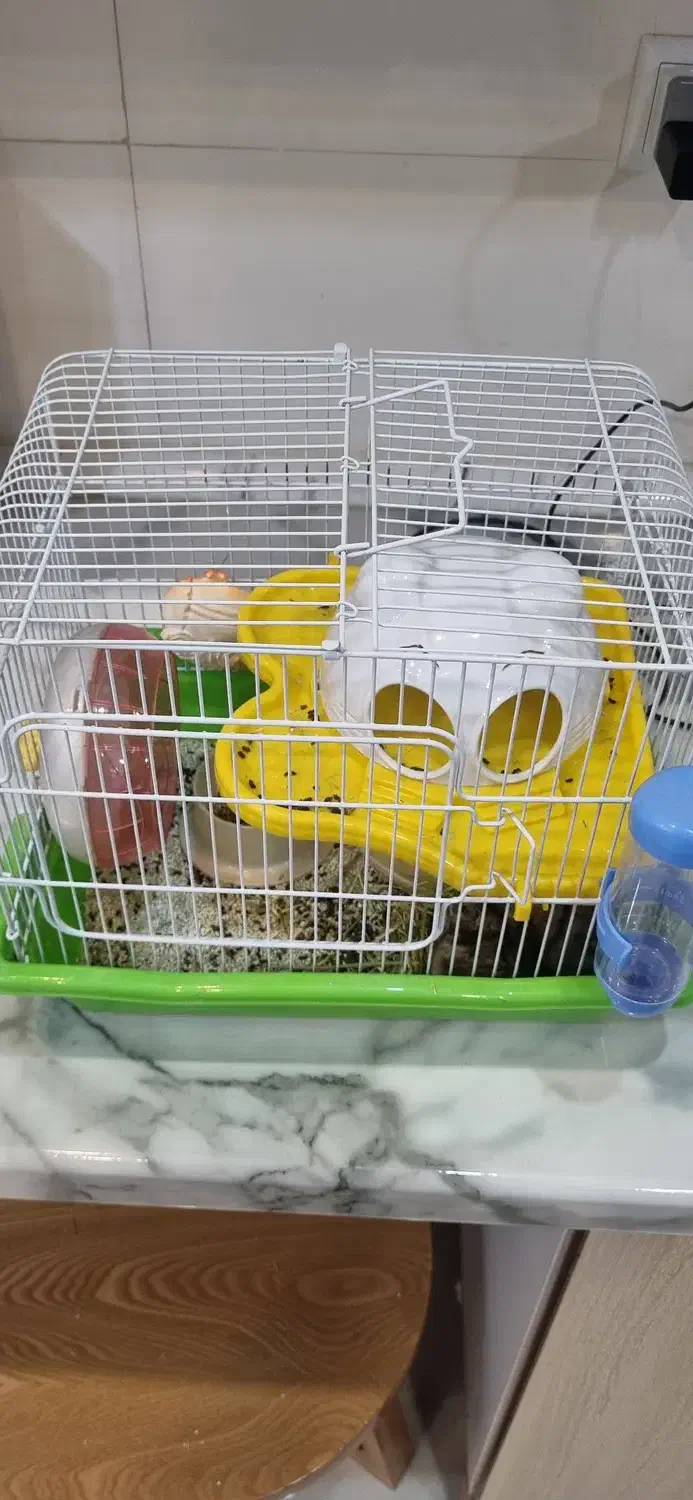 همستر مینیاتوری|موش و خرگوش|اصفهان, جلفا|دیوار