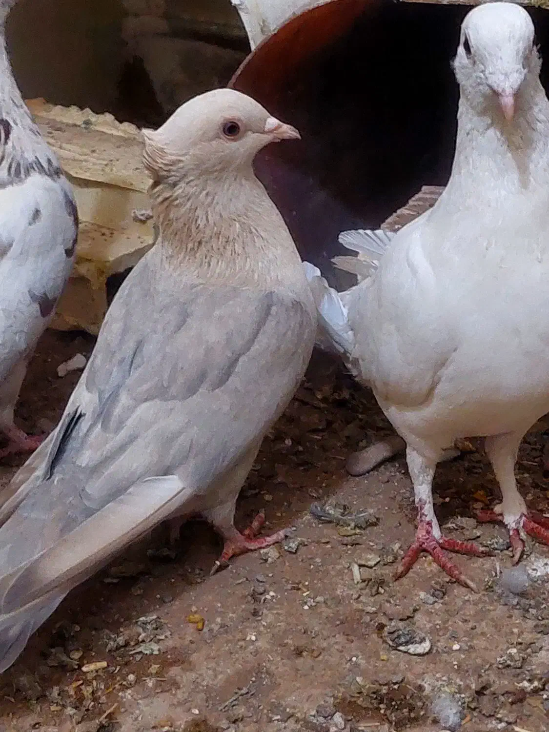 دو موشی طلایی نر|پرنده|فردوس (خراسان), |دیوار