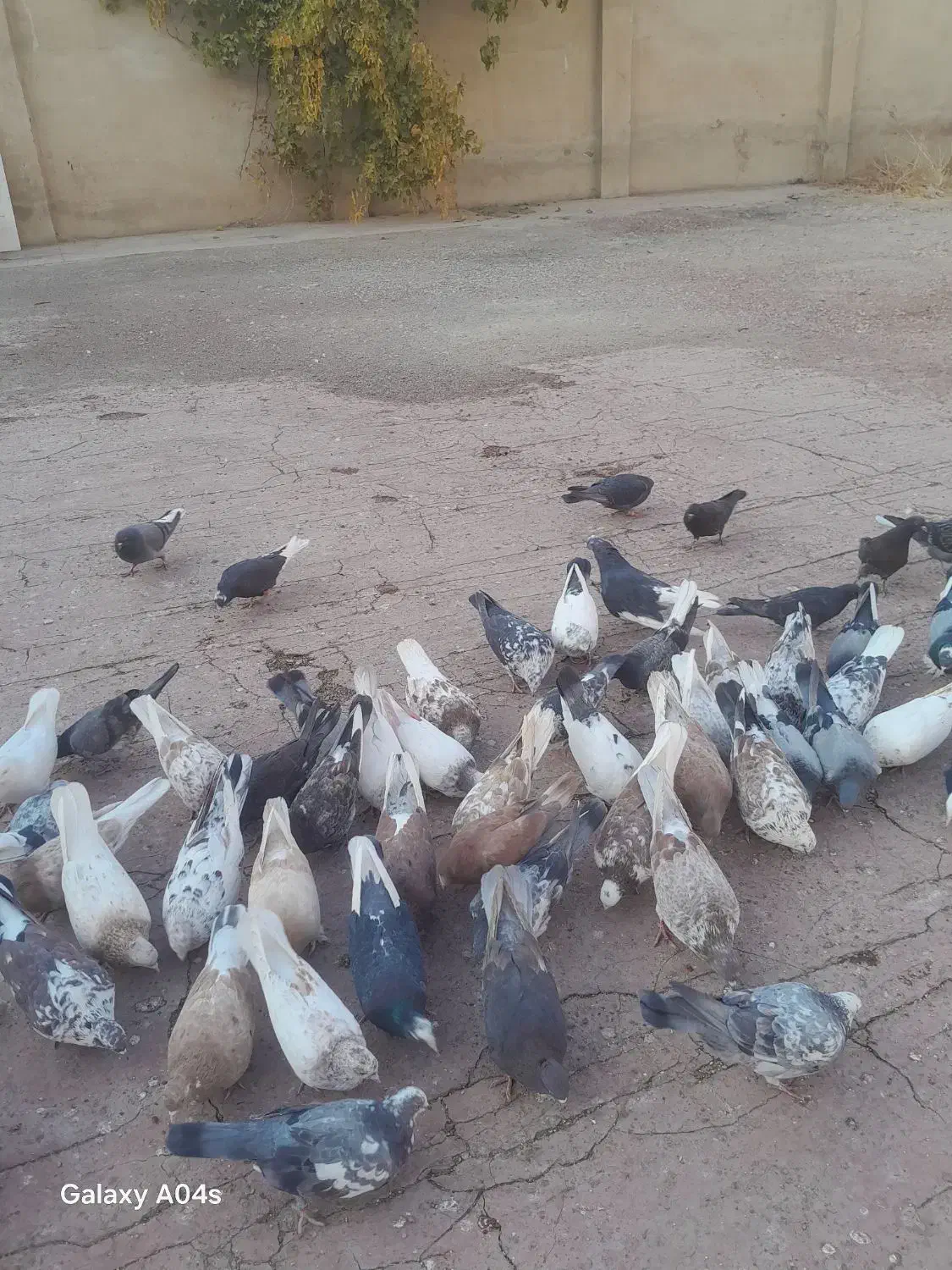 کفتر ساعت سنگین (بشرط) بصورت فروش یکجایی درخدمتم|پرنده|فردیس, سپید دشت|دیوار