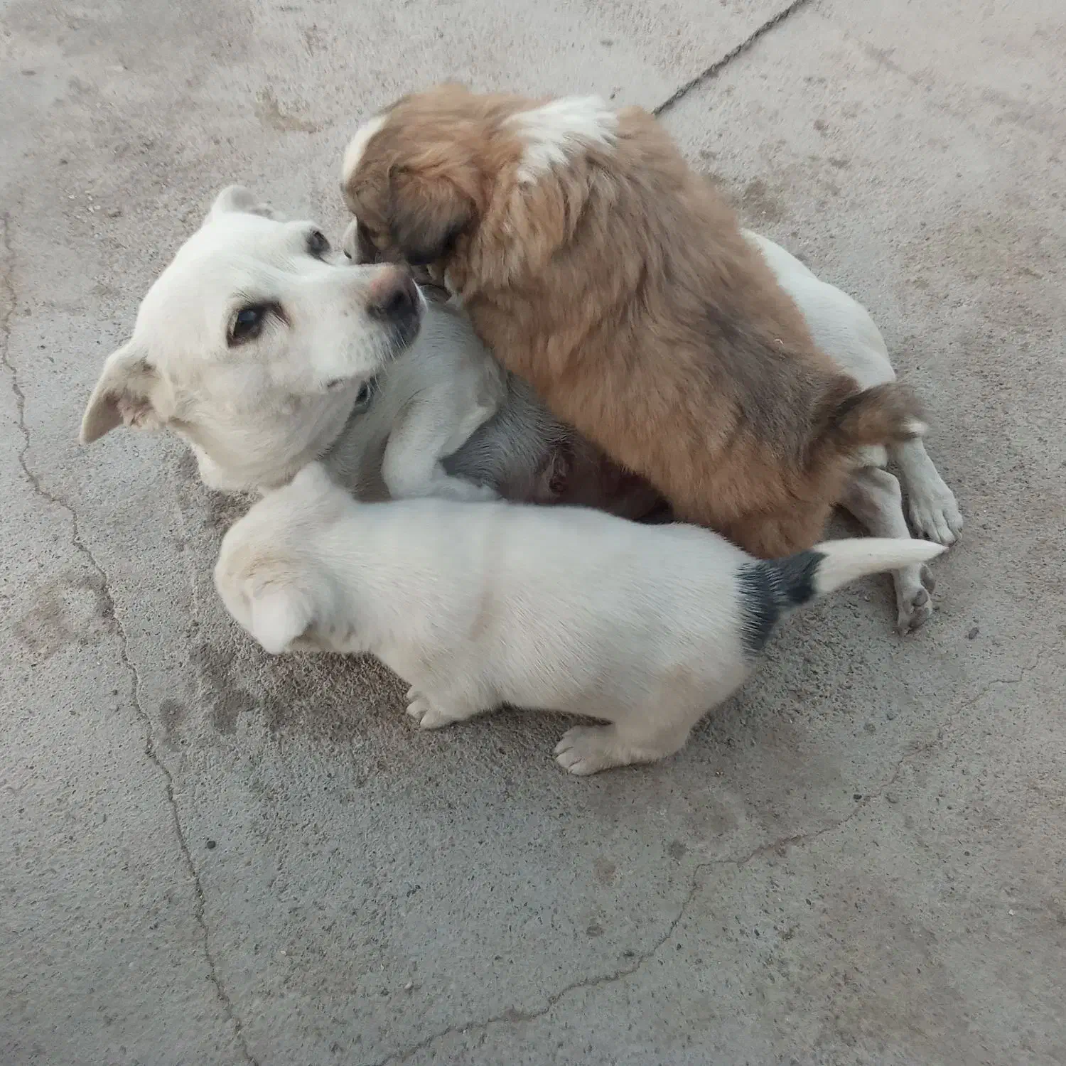 توله پاگوتاه|سگ|زابل, |دیوار