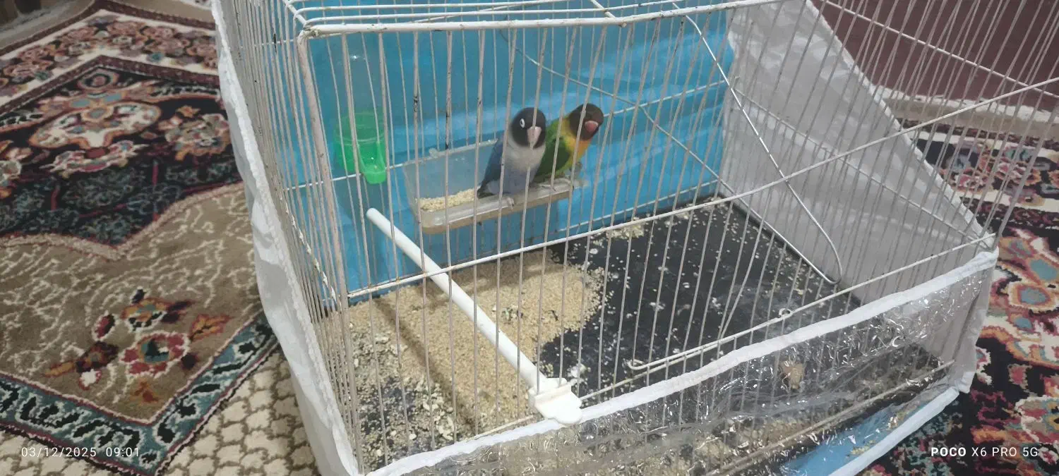 جفت کوتوله برزیلی|پرنده|تربت جام, میان جام|دیوار