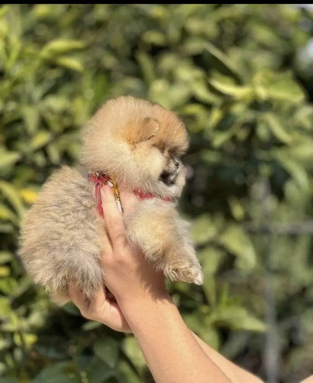 سگ نژاد پامر خرسی تاینی اپارتمانی|سگ|یزد, |دیوار