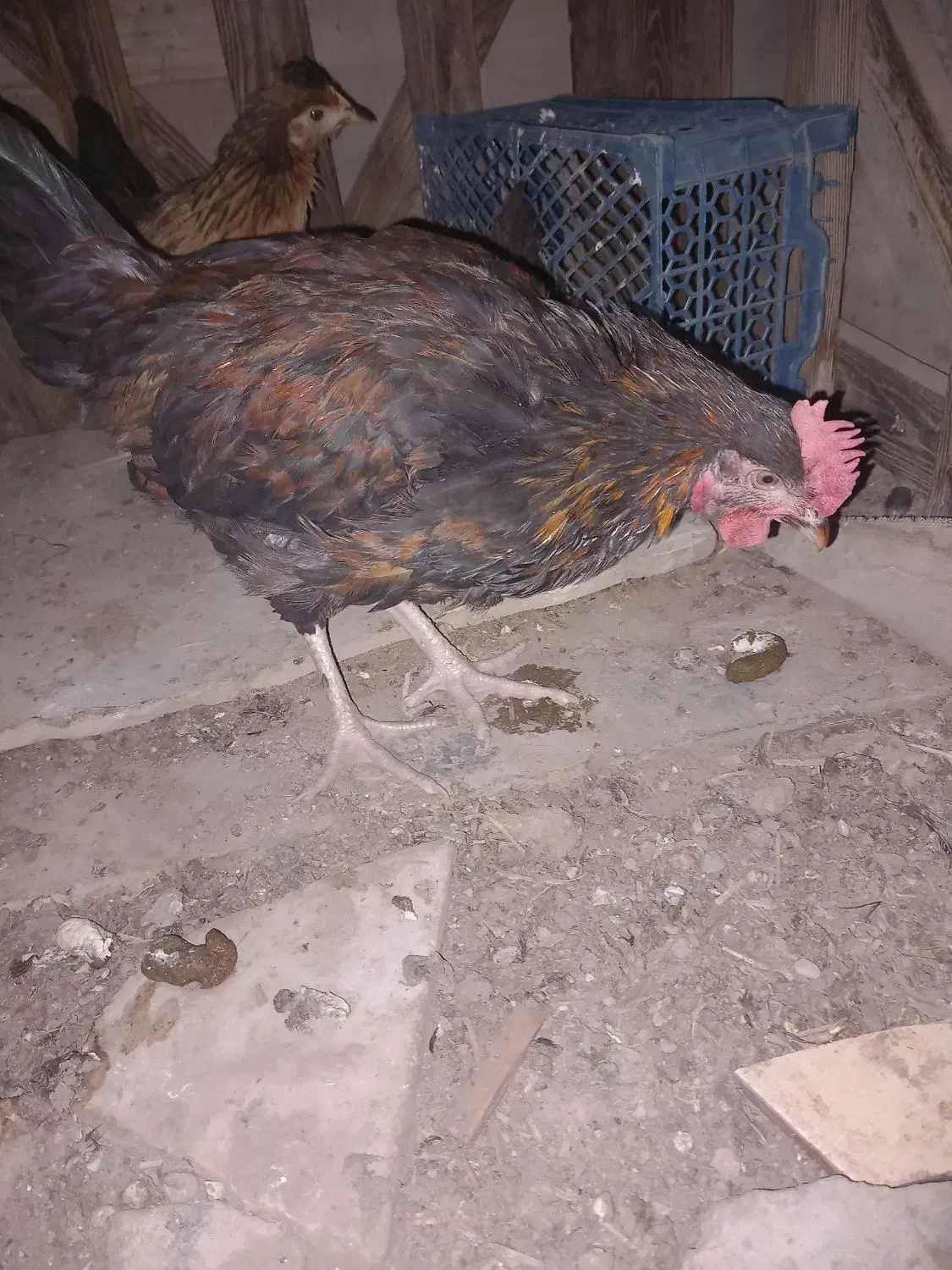 فروش|حیوانات مزرعه|اردکان, |دیوار