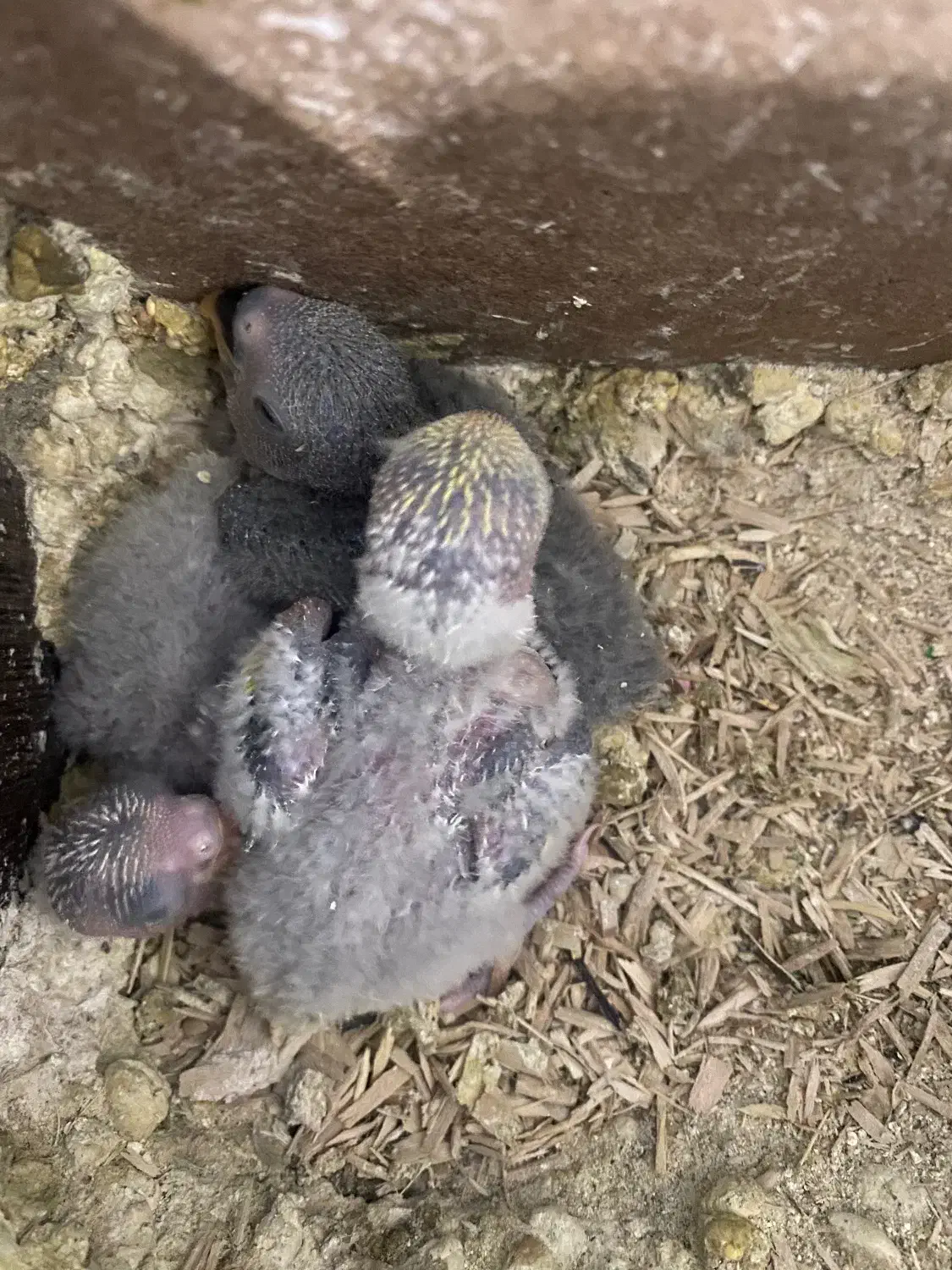 جوجه سرلاکی رنگ خاص|پرنده|مشهد, انصار|دیوار