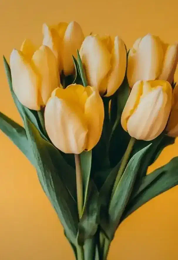 اجاره ماشین عروس|خودرو اجاره‌ای|قیدار, |دیوار