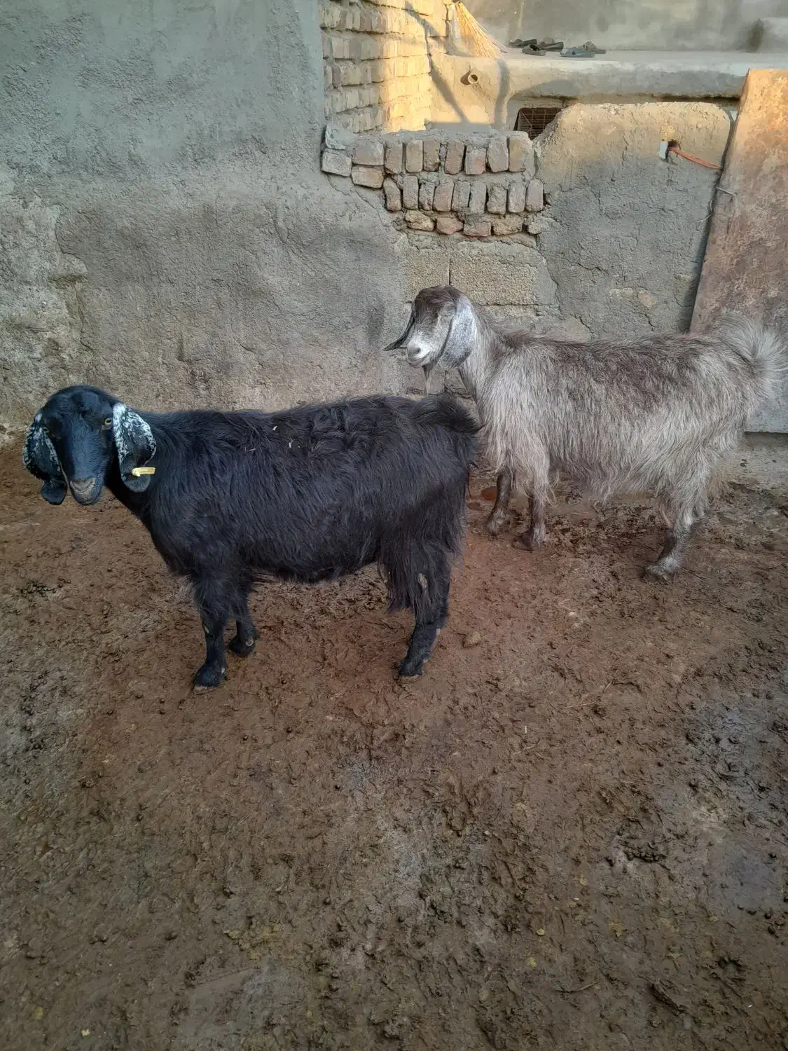 بزآبستن|حیوانات مزرعه|صحنه, |دیوار