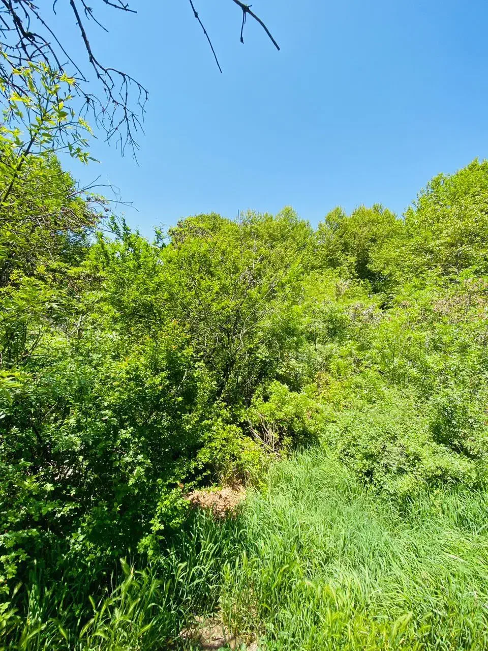 باغچه کوشک زر ....هشتگرد|فروش زمین و ملک کلنگی|هشتگرد, کوشک زر|دیوار