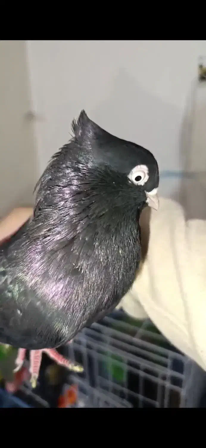 زاغ آبادانی|حیوانات|ایذه, |دیوار