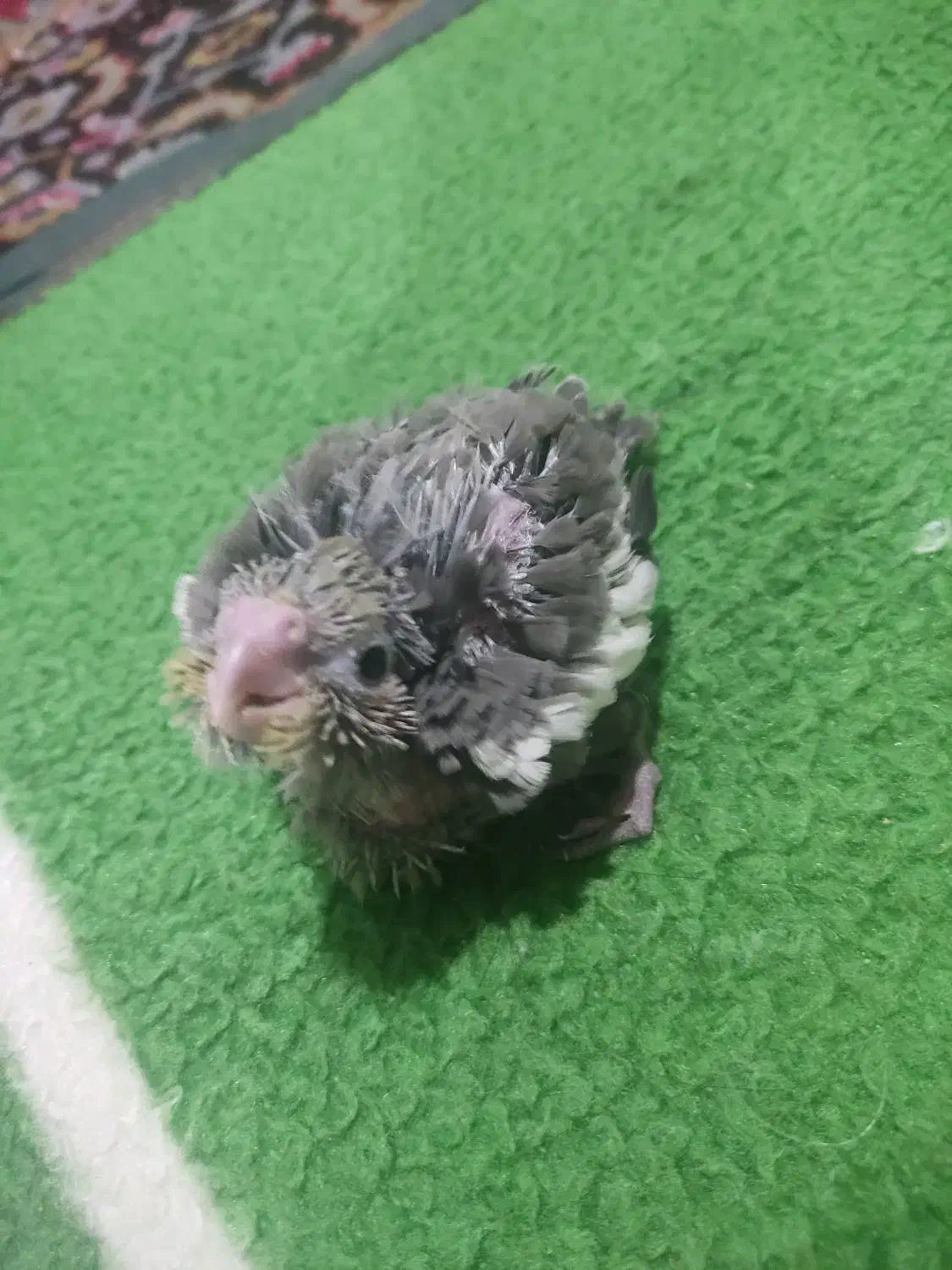 جوجه عروس هلندی سرلاکی|پرنده|بیرجند, |دیوار