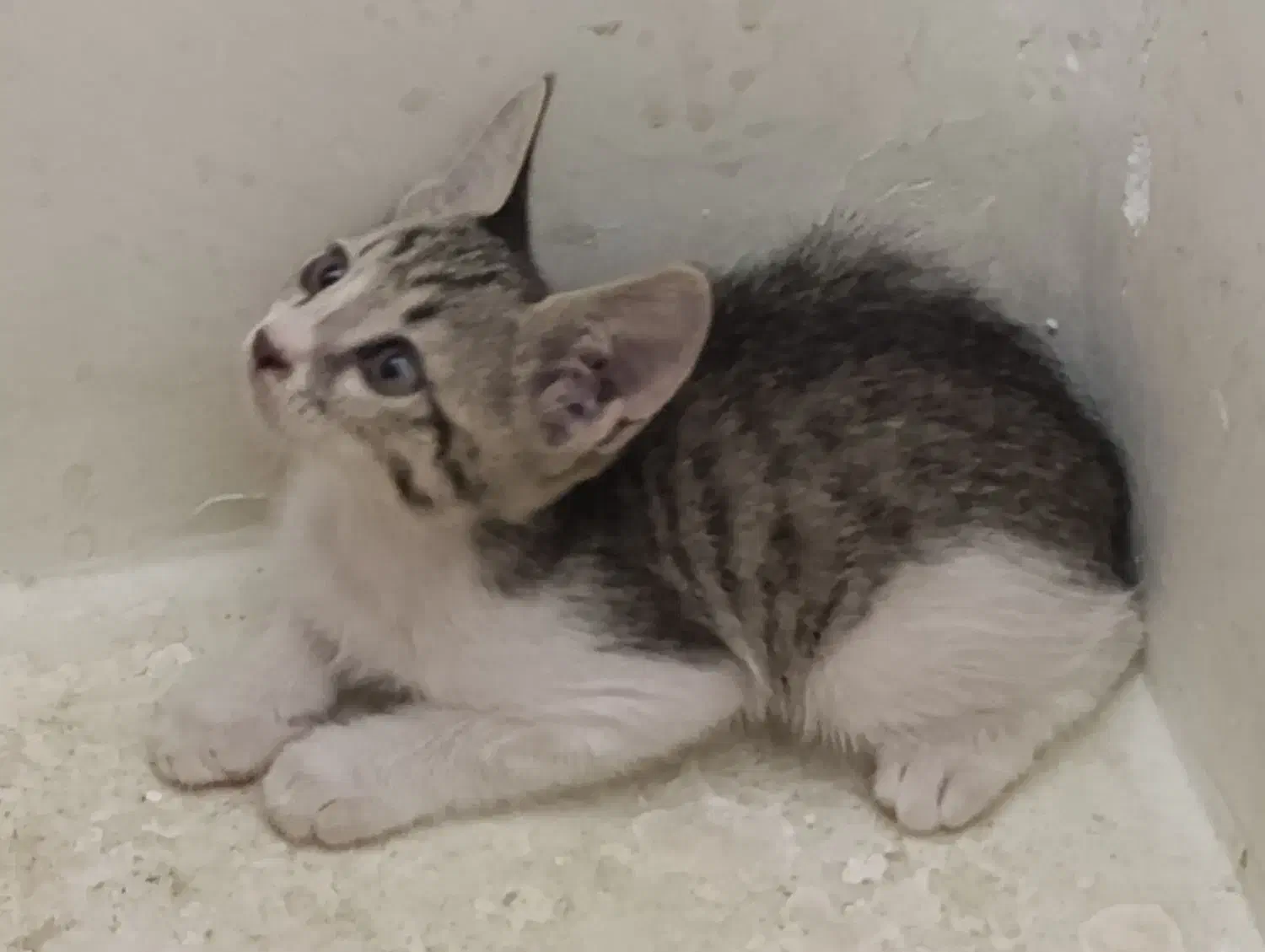 حیوانات خانگی زیبا(مراقبت نگهداری)|سگ|سبزوار, سیادتی|دیوار