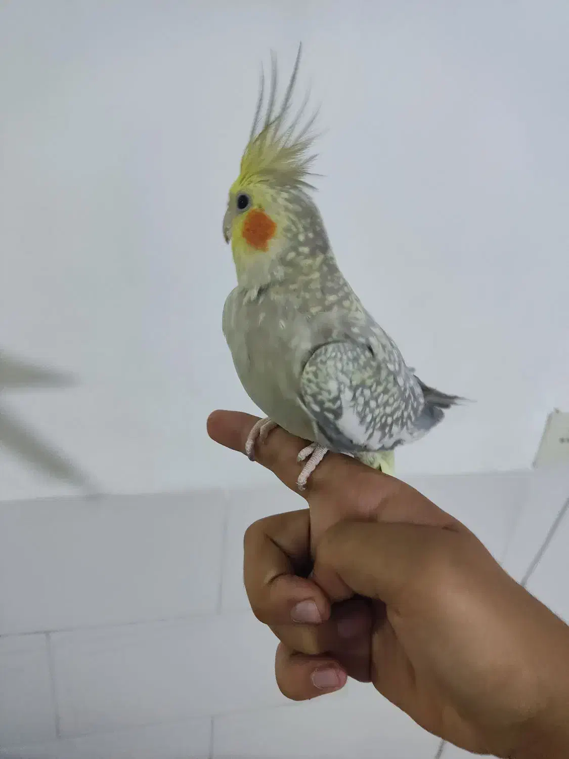 پرنده عروس هلندی مولد|پرنده|قم, نخودی|دیوار