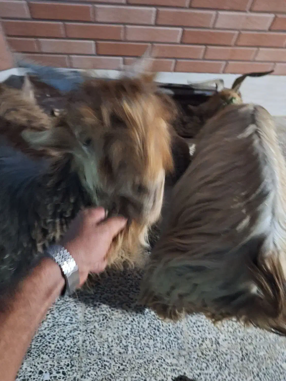 فروش تیشتر نر|حیوانات مزرعه|گتوند, |دیوار