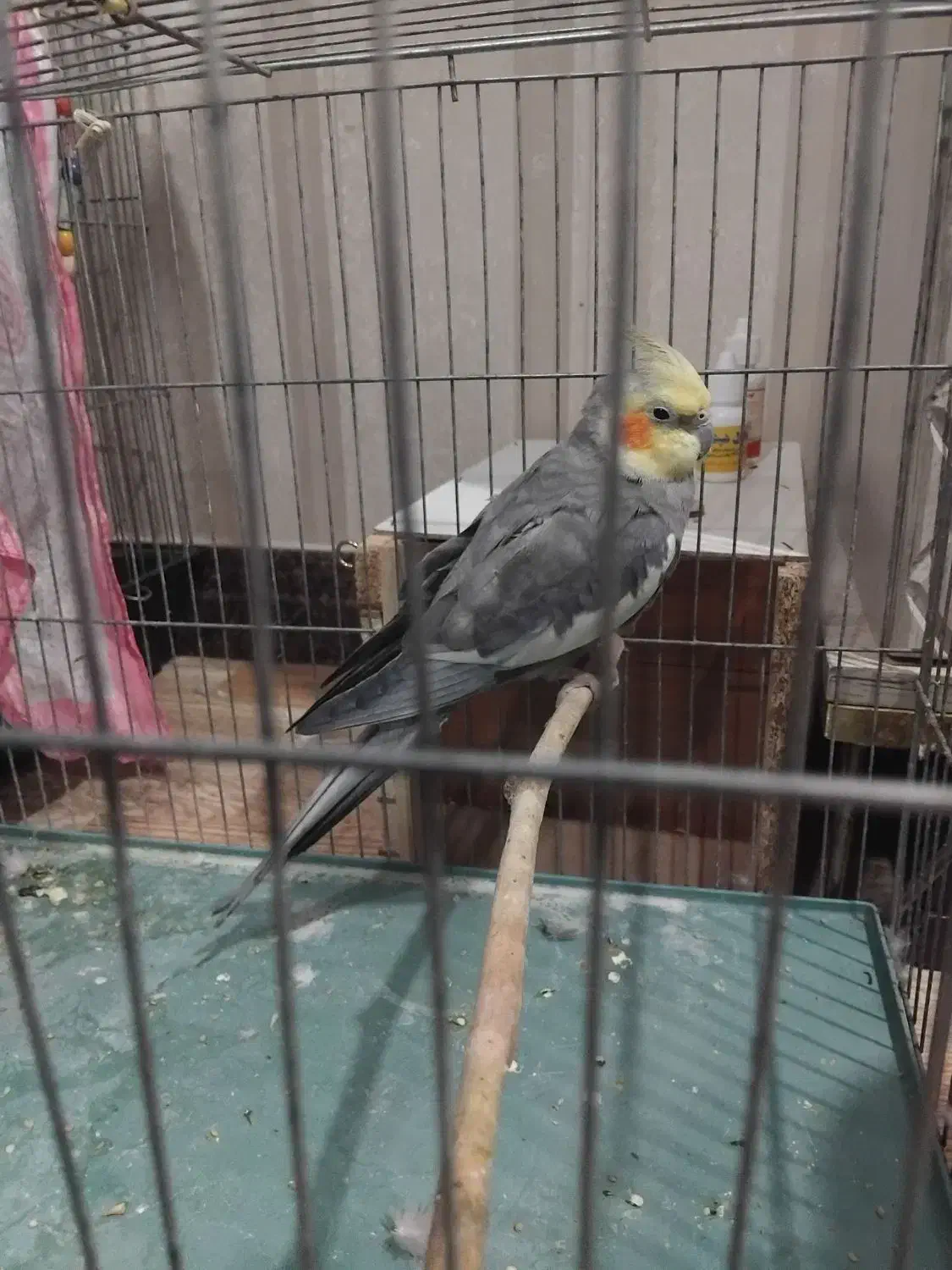 عروس هلندی|پرنده|کرج, کلاک نو|دیوار