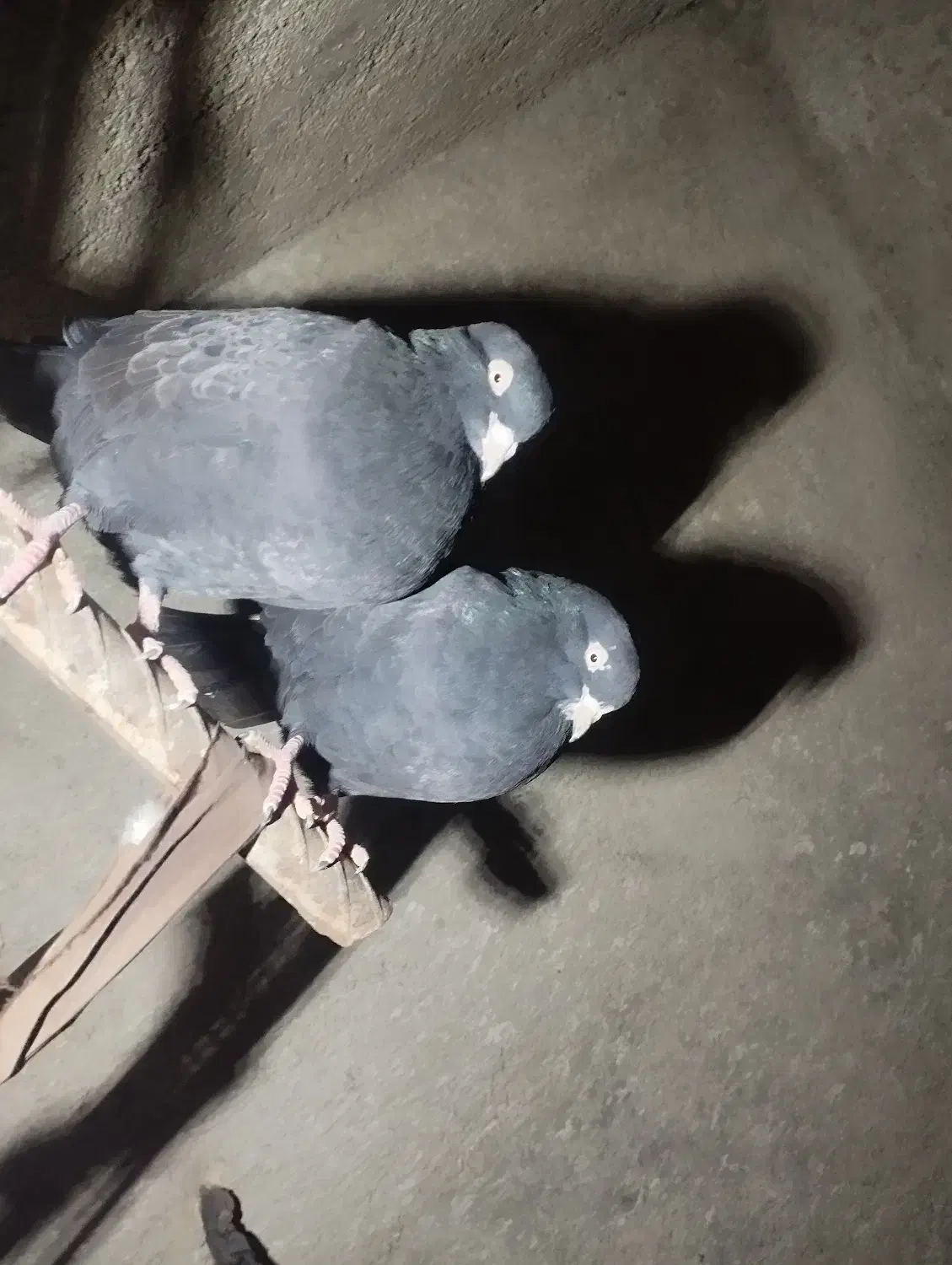 کفتر زاغ|پرنده|رودان, |دیوار