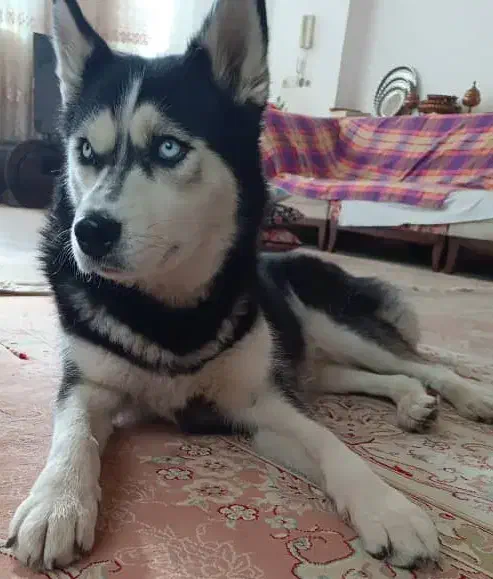 هاسکی ماده یکساله با چشمهای یخی و واکسینه|سگ|خرمآباد, |دیوار