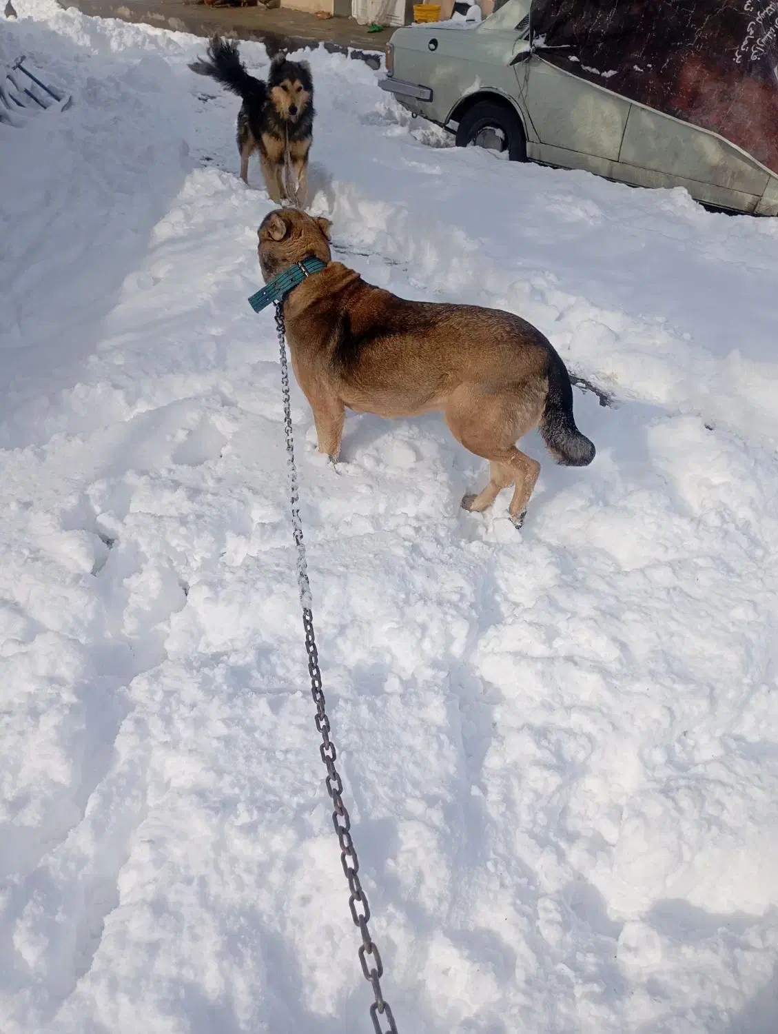 واگذار|سگ|ایواوغلی, |دیوار