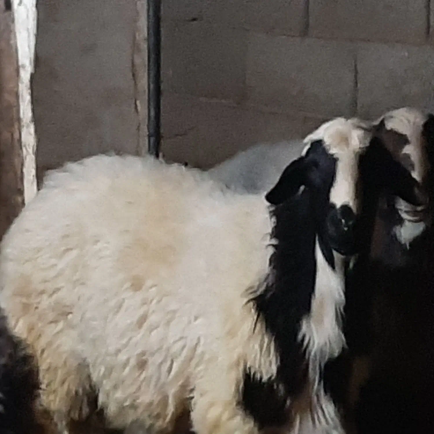 باسلام بره نرخوب وکم دنبه فروشی|حیوانات مزرعه|کاشان, فاز ۲ ناجی آباد|دیوار