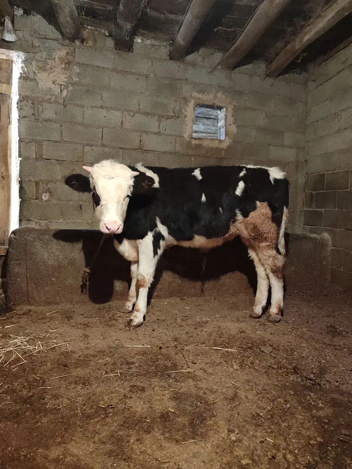 گوساله سیمنتال نر|حیوانات مزرعه|اهر, |دیوار