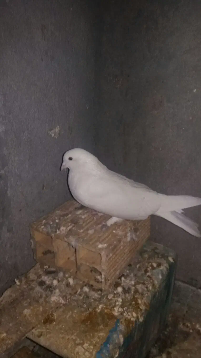 نرسفید پور|پرنده|فولادشهر, فولادشهر|دیوار