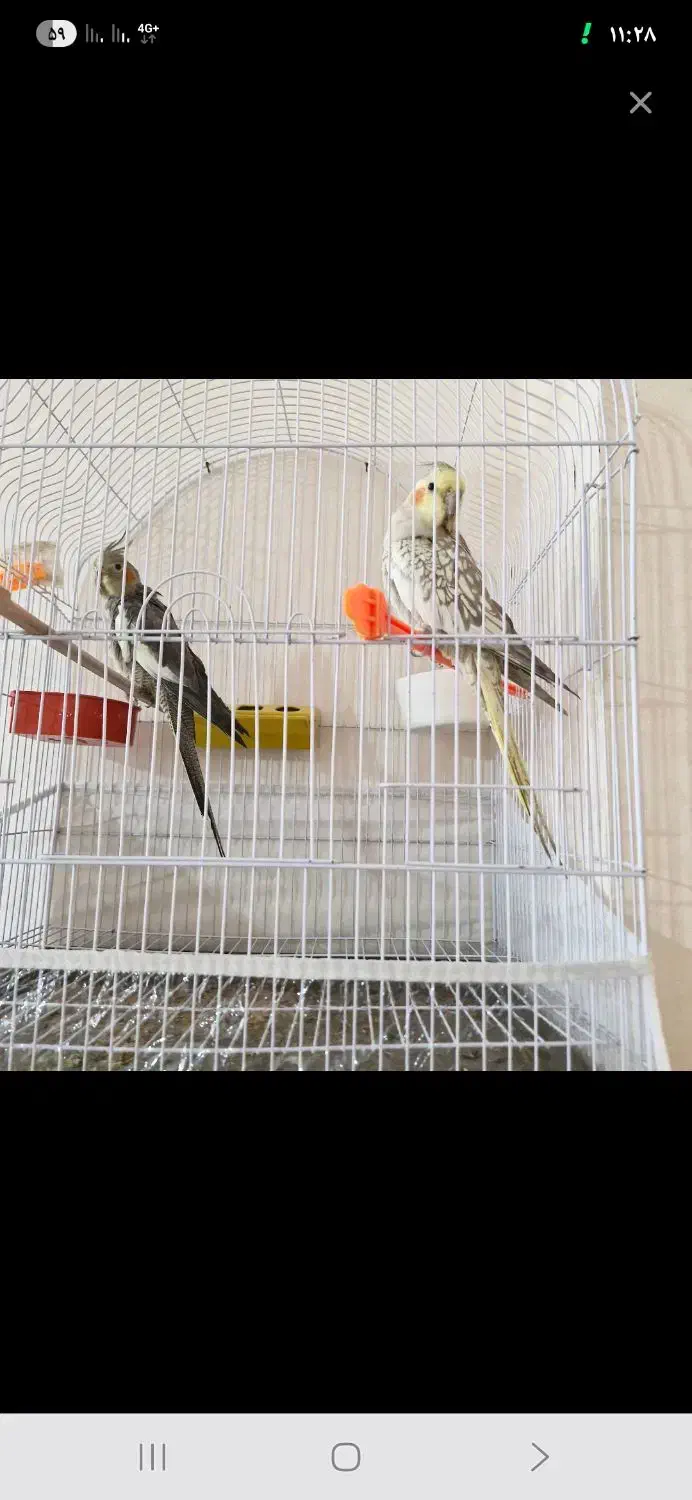 عروس هلندی|پرنده|سهند, |دیوار