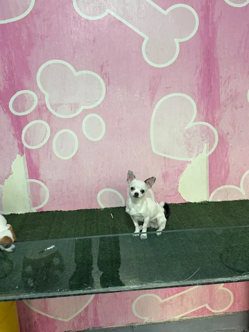 شیواوا اپل هد|سگ|تهران, چیتگر شمالی|دیوار