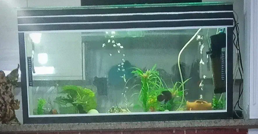 آکواریوم|ماهی|اسفرورین, |دیوار