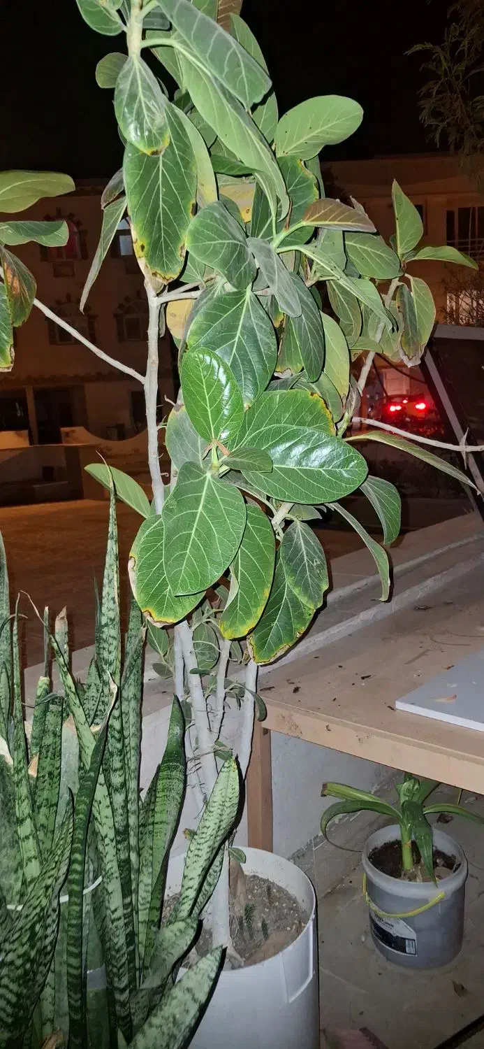 فروش انواع گل|گل و گیاه طبیعی|کیش, |دیوار