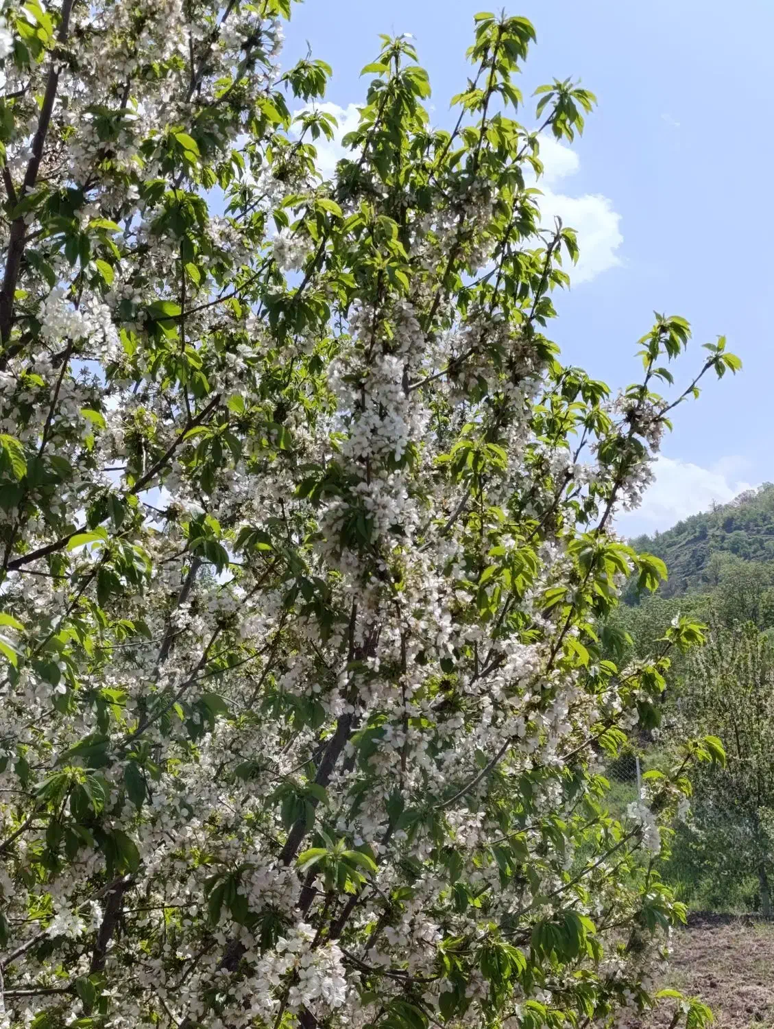 باغ گیلاس زمین 6500متر بهر آسفالت|فروش دفتر صنعتی، کشاورزی، تجاری|قزوین, |دیوار