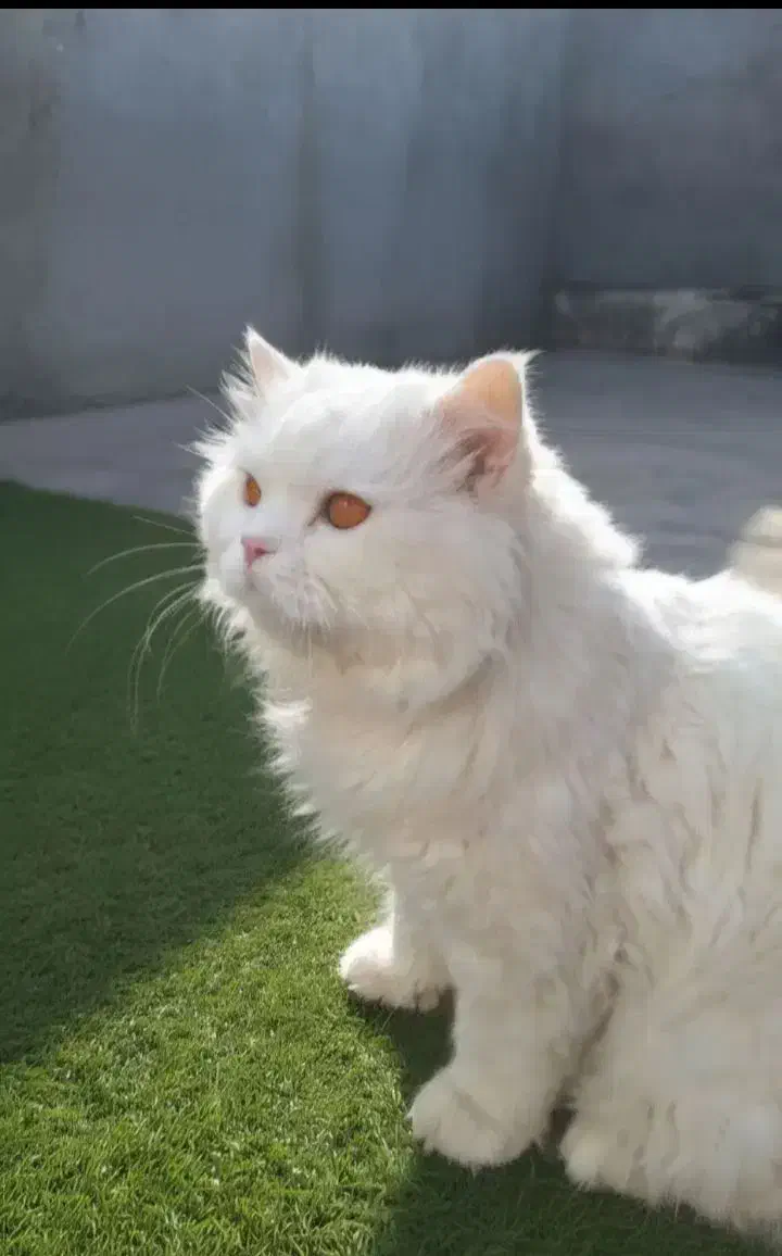 گربه پرشین|گربه|مشهد, عنصری|دیوار