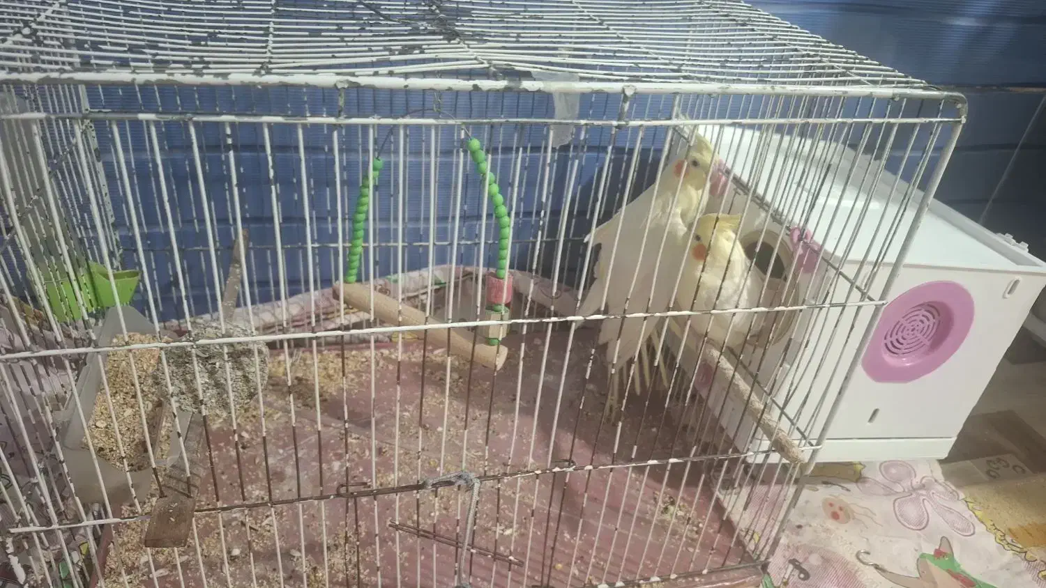 عروس هلندی|پرنده|نورآباد, |دیوار