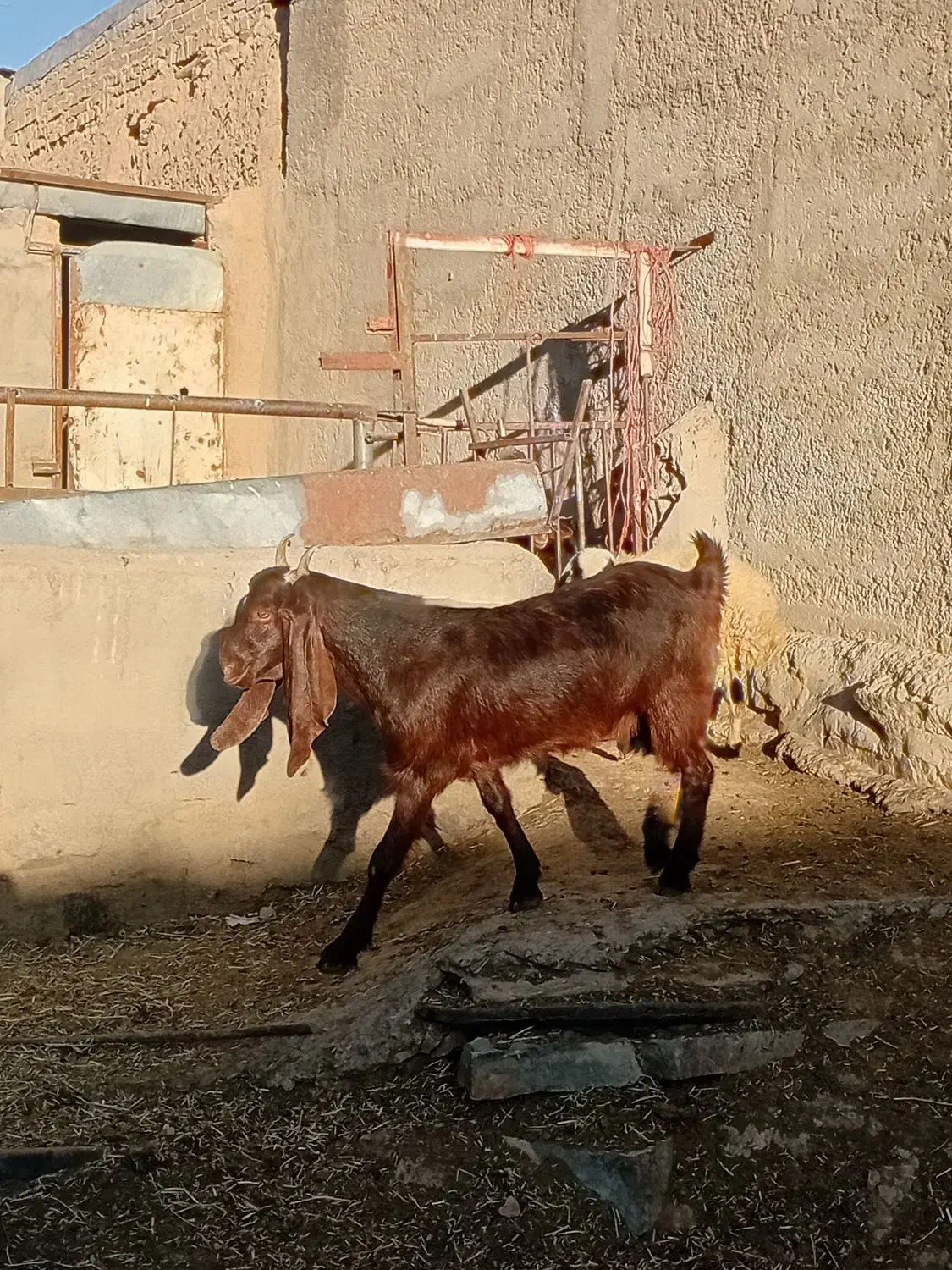 بز غاله گوسفند|حیوانات مزرعه|اراک, |دیوار