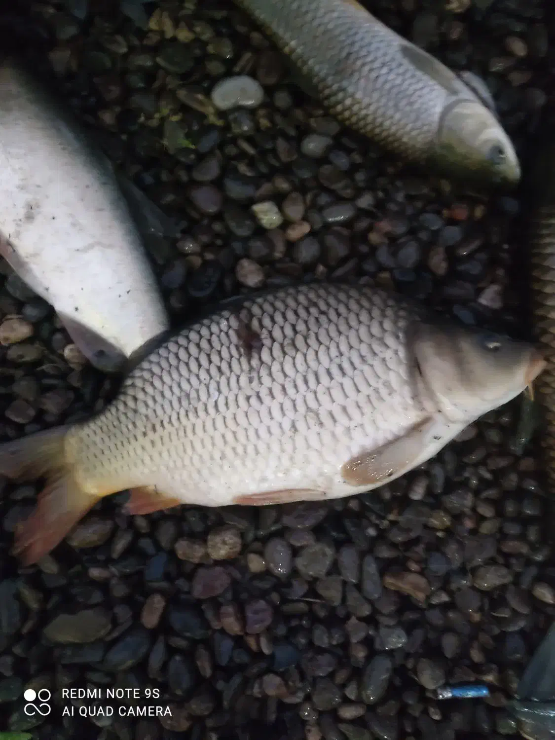 ماهی|ماهی|لنگرود, |دیوار