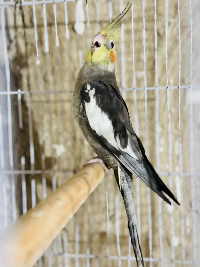 عروس هلندی|پرنده|بندرعباس, |دیوار