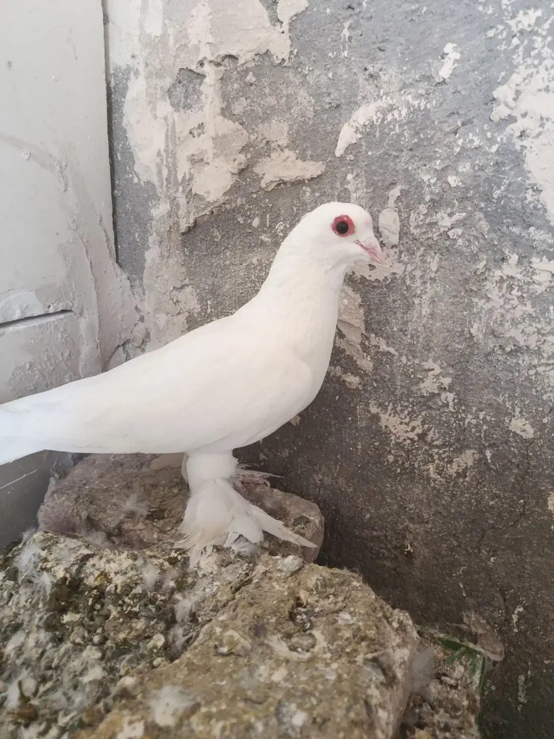 کبوتر|پرنده|تبریز, |دیوار