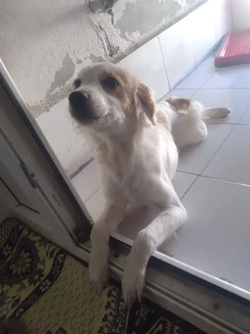 واگذاری رایگان نیست|سگ|پرند, فاز ۶|دیوار