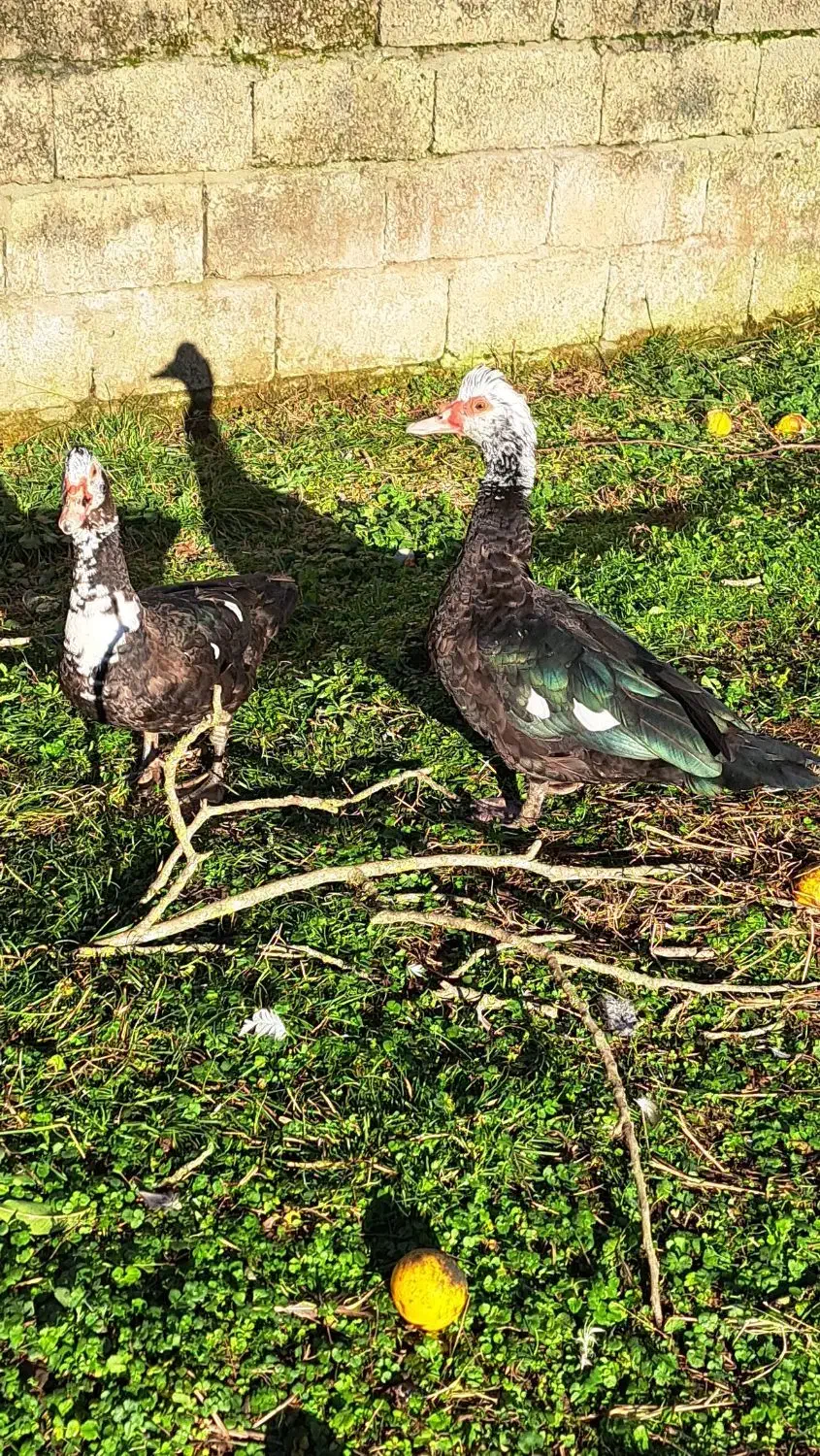 اردک و بوقلمون|حیوانات مزرعه|پره‌سر, |دیوار