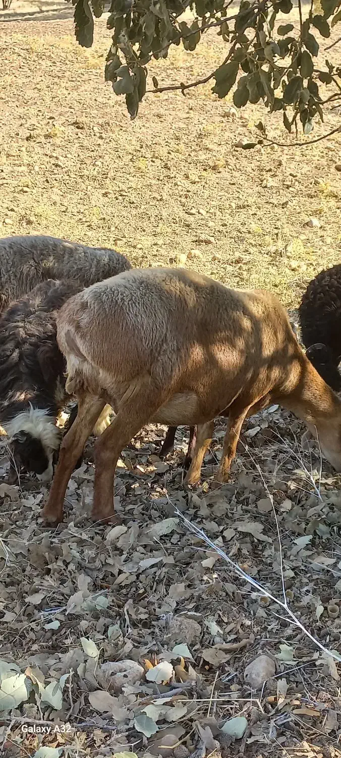 میش|حیوانات مزرعه|چیتاب, |دیوار