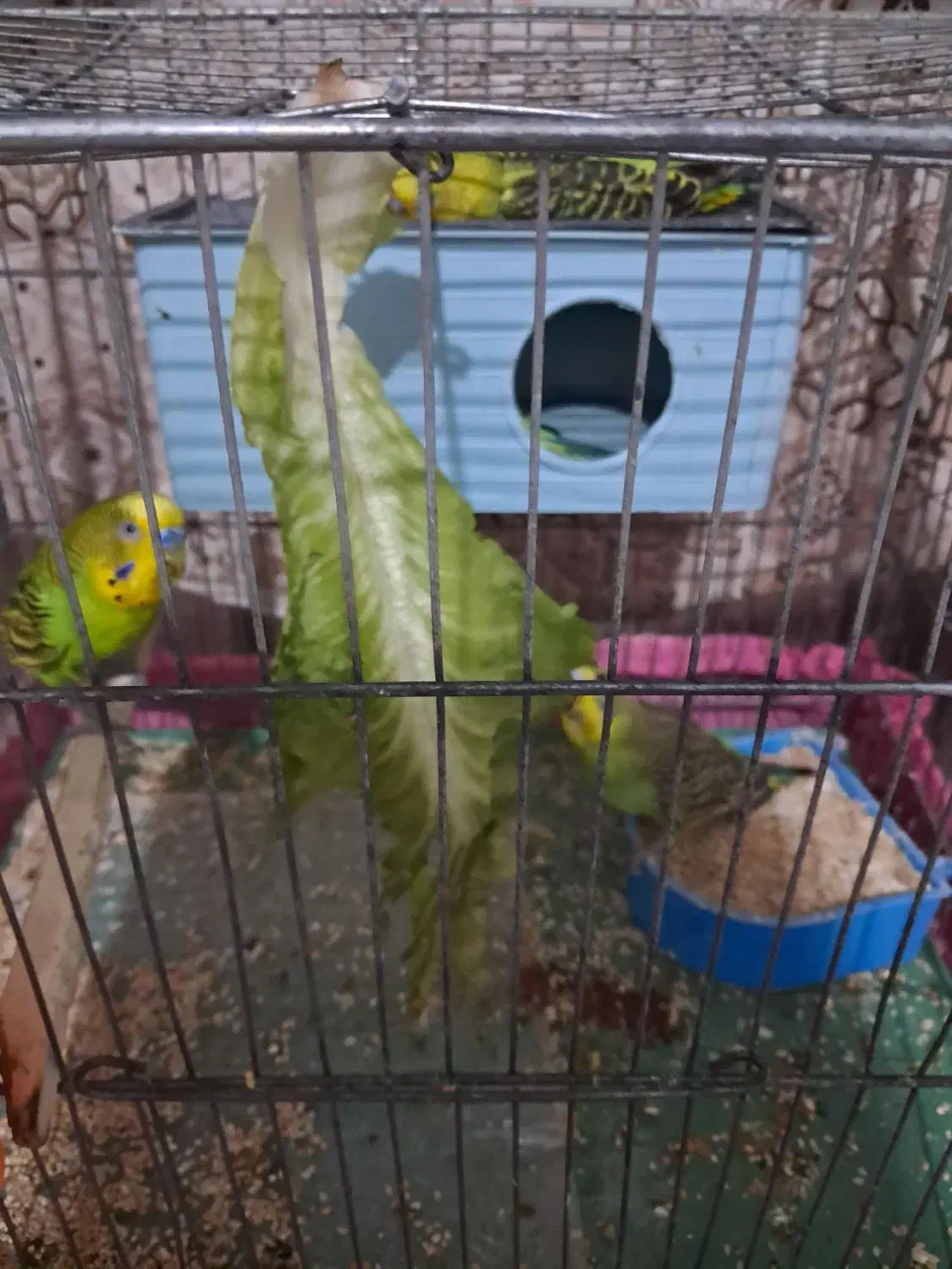 یک جفت مرغ عشق|پرنده|اندیشه, اندیشه فاز ۱|دیوار