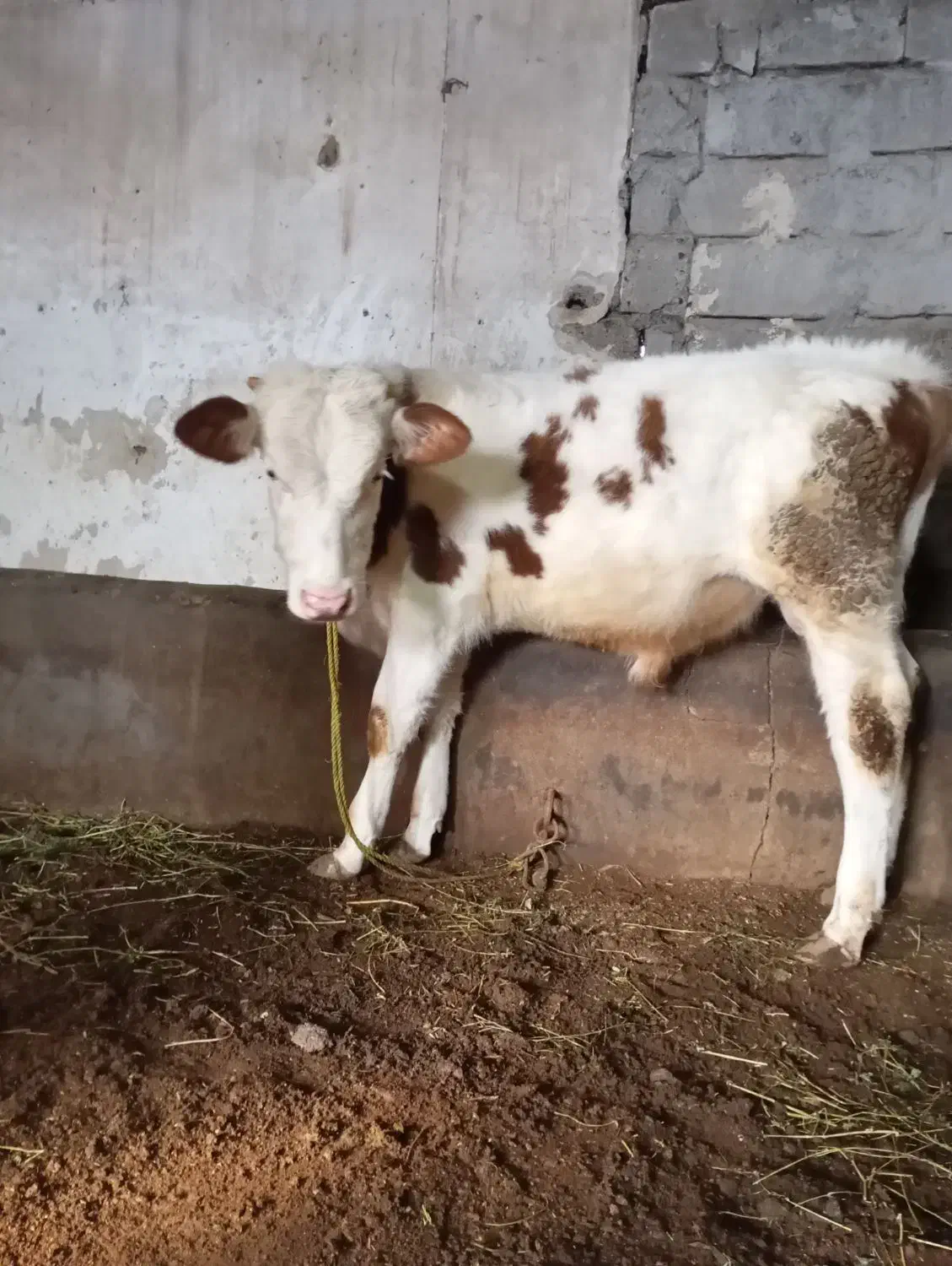 گوساله نر سیمینتال|حیوانات مزرعه|فیروزآباد (آذربایجان), |دیوار