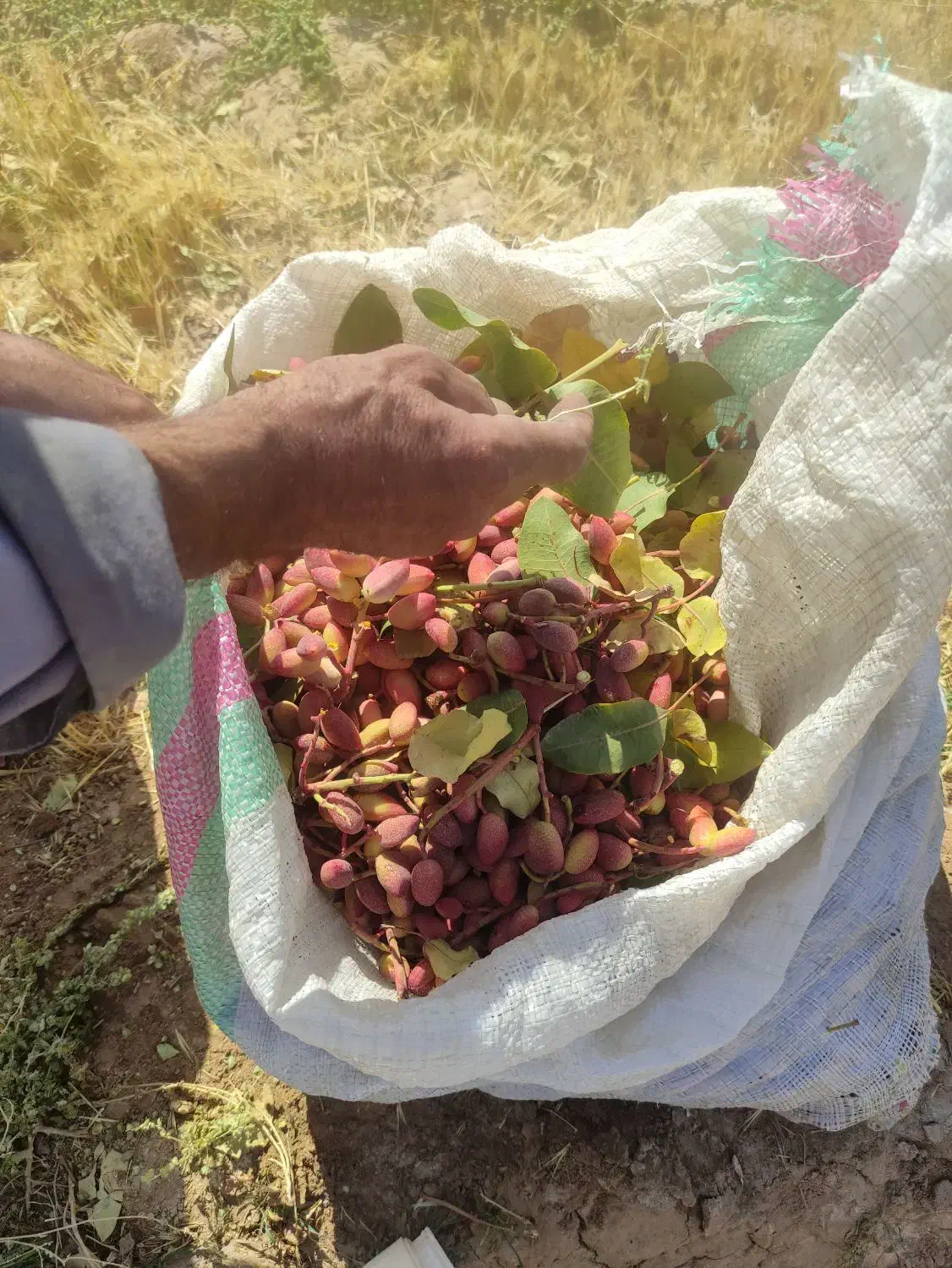 فروش باغ پسته|فروش دفتر صنعتی، کشاورزی، تجاری|هرند, |دیوار