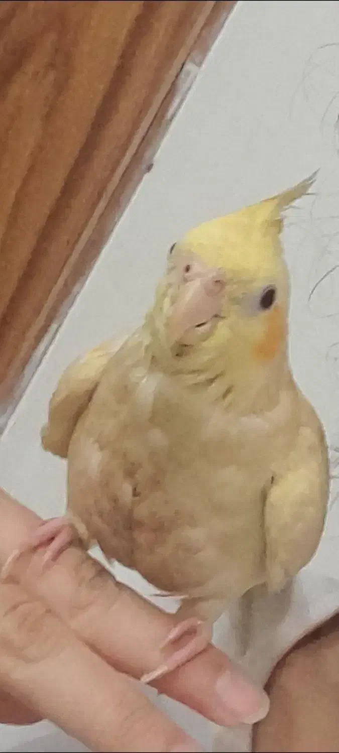 عروس هلندی گم شده|حیوانات|قم, نیروگاه|دیوار