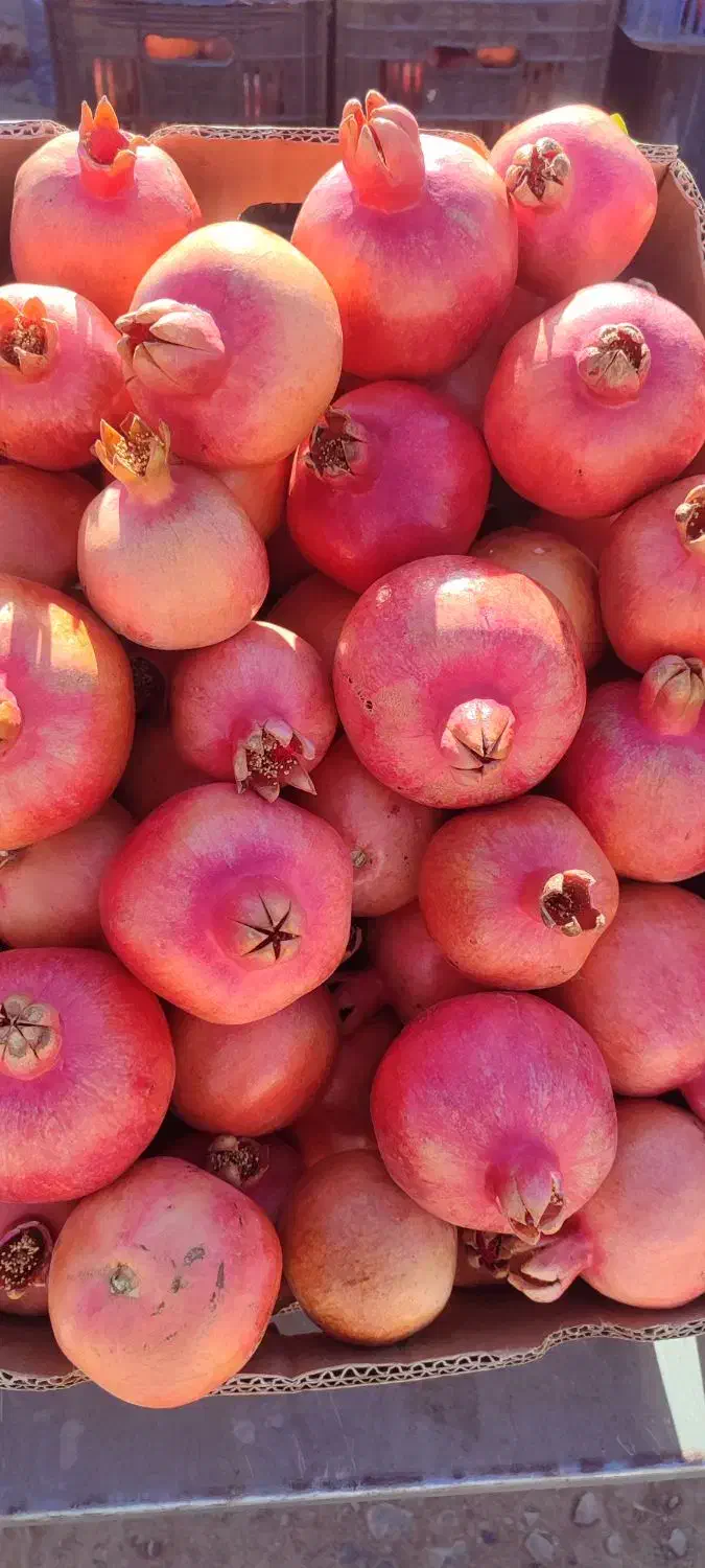 انار درجه ۱ کوهمره سرخی|خوردنی و آشامیدنی|شیراز, شهرک والفجر|دیوار