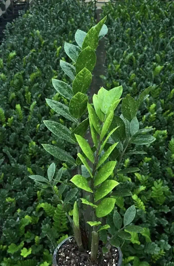 انواع  گل و گیاه آپارتمانی|گل و گیاه طبیعی|دوگنبدان, |دیوار