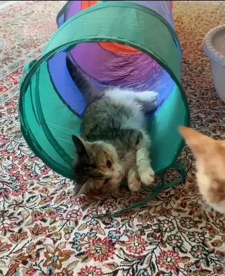 واگذاری بچه گربه|گربه|کرمان, |دیوار