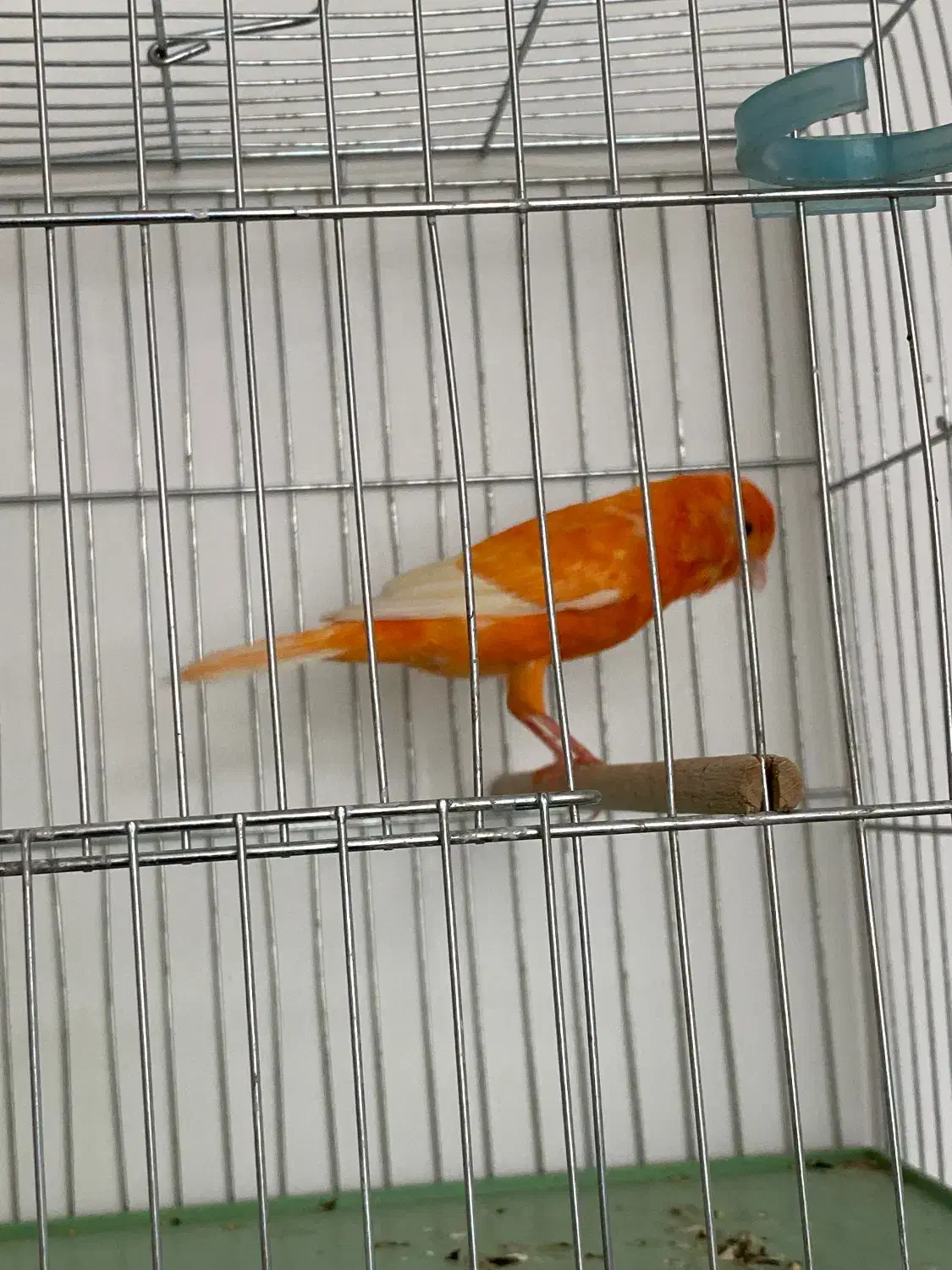 قناری نر مست|پرنده|بندر ماهشهر, |دیوار